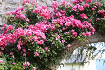 bush of pink tea roses at the stone walls