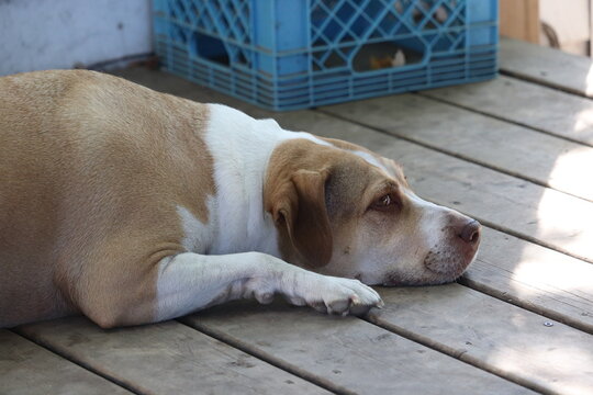 dog on the porch