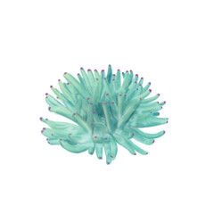 Coral an&eacute;mone