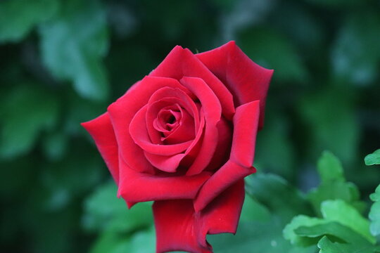 single red rose closeup