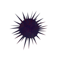 
sea ​​urchin