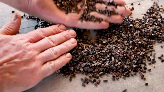 man on palms examines buckwheat seeds