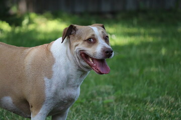 american staffordshire terrier dog