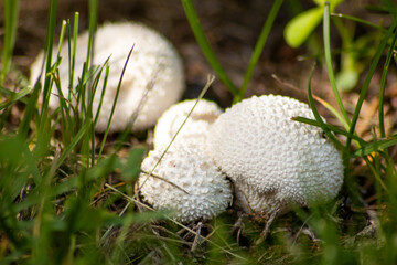 White Mushrooms in the grass 