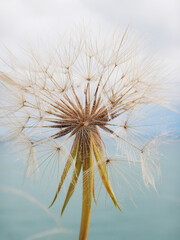 Soft focus. Blur focus of the natural background. Macro dandelion.