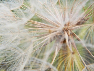 Soft focus. Blur focus of the natural background. Macro dandelion.