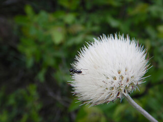 Soft focus. Blur focus of the natural background. Macro dandelion.