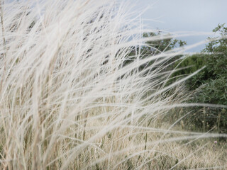 Soft focus. Blur focus of the natural background. Macro dandelion.
