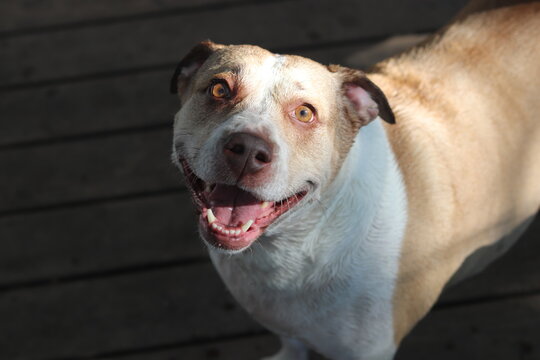 portrait of a dog