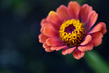 Multicolored flowers of Zinnia lat. Zínnia-Zínia is a genus of annual and perennial grasses and semi-shrubs in the aster family Asteraceae in the garden in summer close-up macrophotography
