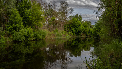 reflection of trees in water
