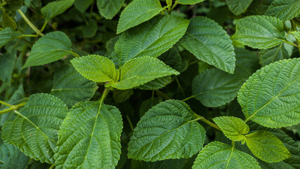 Nature green leaves in the garden