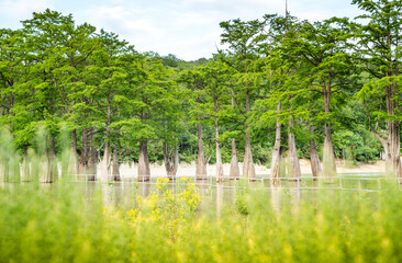 Fototapeta premium Cypresses in the water of the city of Sukko in Russia. Natural background.