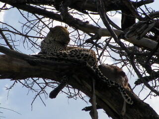 Obraz premium leopard tree Serengeti National Park Tanzania 