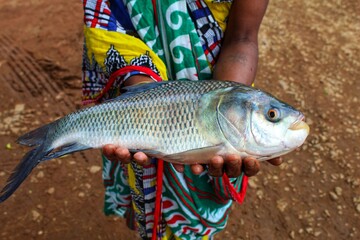 big indian catla carp fish in hand of women fish farmer big fish in hand close up view of head and eye 