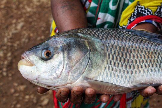big indian catla carp fish in hand of women fish farmer big fish in hand close up view of head and eye 