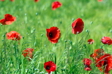 in the meadow - wild poppy flowers