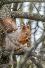 Obraz premium The squirrel with nut sits on a branches in the spring or summer.