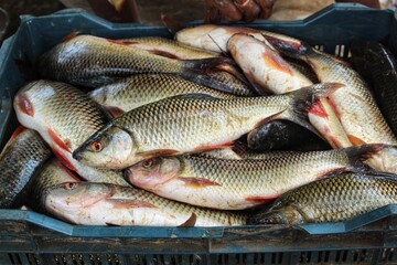 freshly harvested rohu carp fish in plastic crate baskets fish packing in baskets for transport