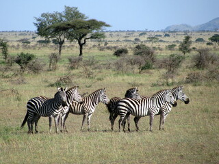 Obraz na płótnie Canvas Zebra Serengeti National Park Tanzania 