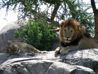 Obraz premium Lion and lioness Serengeti National Park Tanzania 