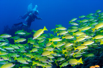 Fototapeta na wymiar Divers and school of fish in Maldives