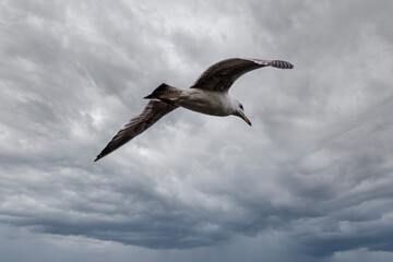 The European herring gull, Larus argentatus, flying in the cloudy sky.