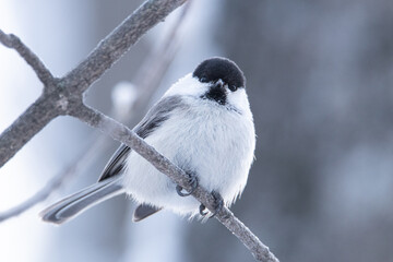 Poecile montanus sits on a tree. Beautiful minimalistic bird portrait.