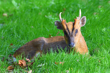 Muntjac Deer sitting on grass close up.
