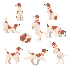 Cute Jack Russell Terrier in Various Poses Set, Friendly Pet Animal with Brown and White Coat Cartoon Vector Illustration - obrazy, fototapety, plakaty