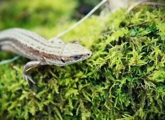 lizard on a tree trunk