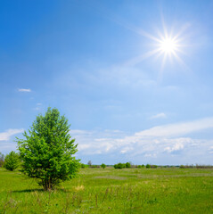 Fototapeta na wymiar alone tree among green prairie under a sparkle sun