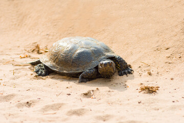 closeup turtle  crawl in sandy desert