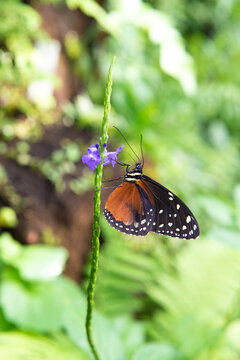 Butterfly closeup colorful summer garden 
