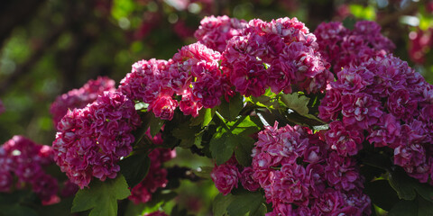 Obraz premium Red flowers on a blossoming garden tree.