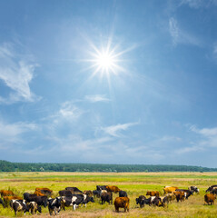 brown cow herd graze on countryside pasture at summer sunny day, summer rural farm scene