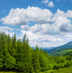 mountain valley with fir forest under cloudy sky