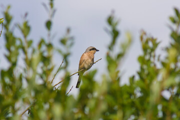 bird sitting on a tree branch