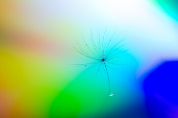 Small piece of a common dandelion with colorful background