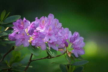 Blooming pink rhododendron on a blurred background in a city park.