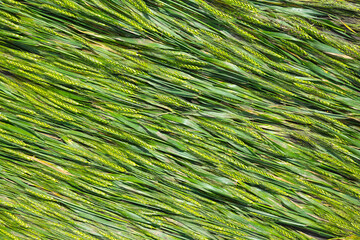 closeup green wheat ears agricultural farm background