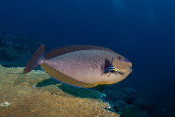 Bignose Unicornfish, Naso vlamingii, in Maldives. Unicornfish is been cleaned at cleaning station by  Bluestreak cleaner wrasse, Labroides dimidiatus.