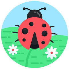 Ladybug 