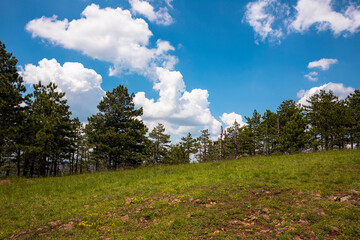 Pine trees in the fores with blue cloudy sky in background