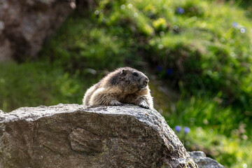 Naklejka na ściany i meble groundhog in the mountains, marmot on gras, Alpine marmots, Marmota marmota in the natural environment. Italy. Dolomites. Cute sit up animal