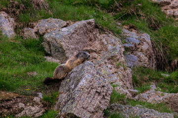 groundhog in the mountains, marmot on gras, Alpine marmots, Marmota marmota in the natural environment. Italy. Dolomites. Cute sit up animal