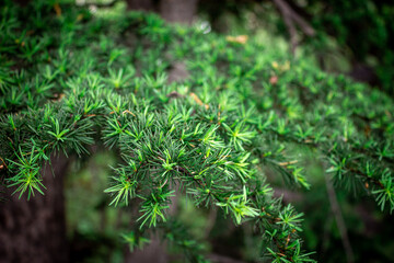 Fir needles close-up. Coniferous forest.