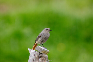 minimalistic water pipit on a fence pole, bird in natural habitat in the alps, grass on the background
