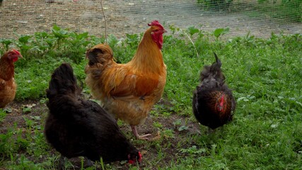 Brown cock among the hens. Poultry in the backyard. Leader in the chicken coop. Birds nibble on the grass.