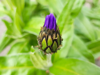 mountain bluet also bachelor's button (in german Berg-Flockenblume) Cyanus montanus also Centaurea montana